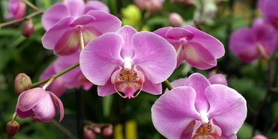Orkidenin Çiçekleri Dökülünce Ne Yapılır?