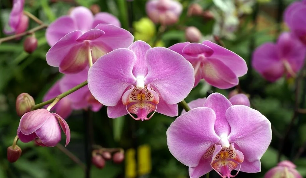 orkidenin-cicekleri-dokulunce-ne-yapilir